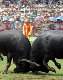 buffaloes.jpg