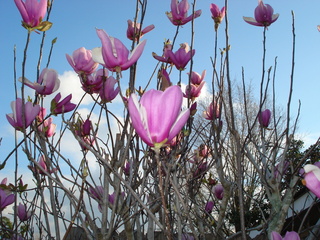 DSC00441.jpg hoa moc lan picture by DoMinh